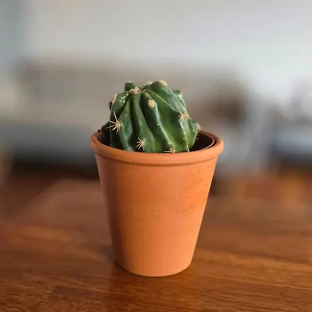 Nieczynne Lägenhet *