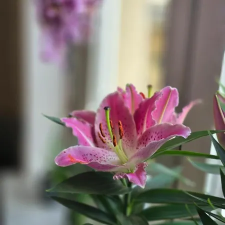 Lägenhet Nieczynne *