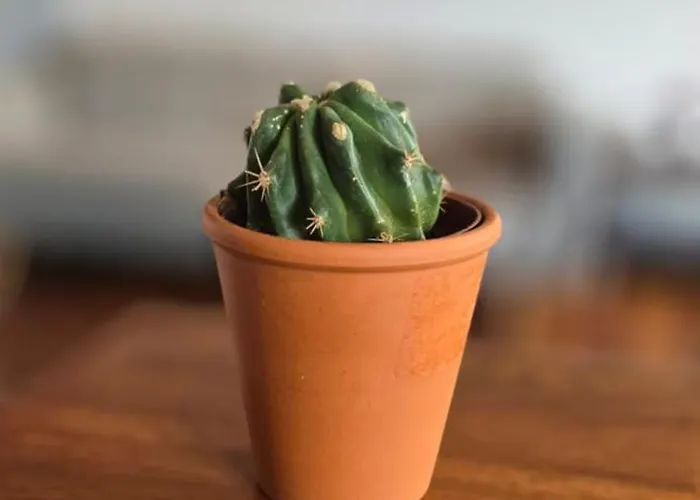 Nieczynne Appartement *