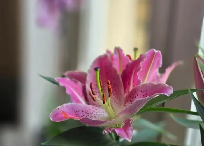 Appartamento Nieczynne *